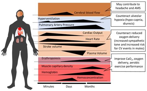 Molecular Mechanisms of High-Altitude Acclimatization