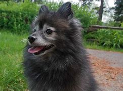 Image result for Cute Pomeranian Dog