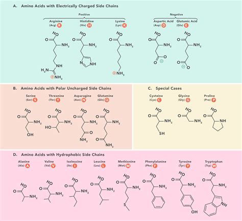Amino Acid Structure Proteins