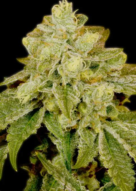 Image result for Alien OG Facts