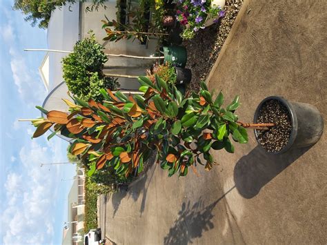 Magnolia grandiflora 'Teddy Bear' 400mm / 45L | Camden Nurseries