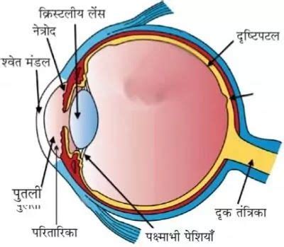 Image result for Class 10th Science Human Eye Chapter