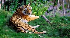Wallpaper Beautiful Home Screen Tigers by Beautiful 1080p Hd Tiger Wallpaper Hd Wallpapers Images Wallpaper Beautiful Home Screen Tigers