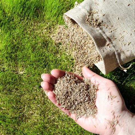 How To Plant Grass Seed In The Fall For A Thick Lawn Next Spring