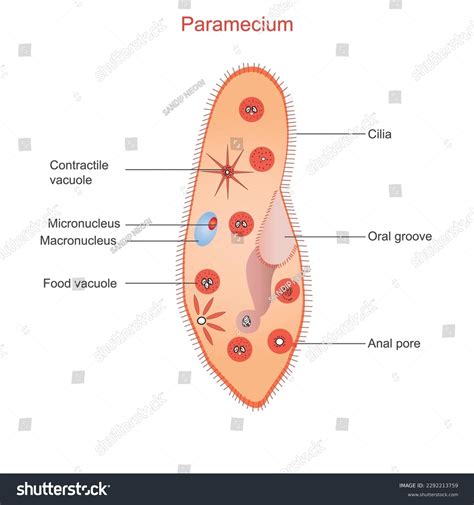 Phylum Ciliophora Paramecium