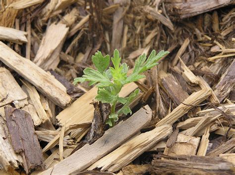 Image result for Pulp Bleaching