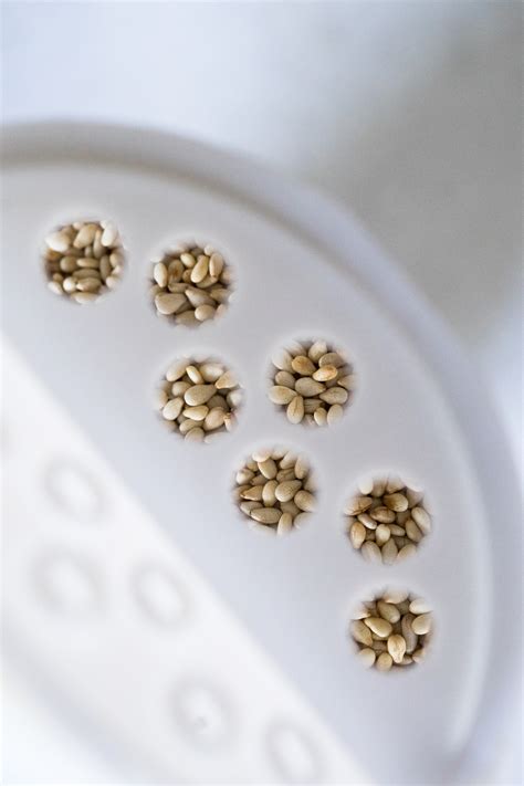 miso glazed carrot salad - TENDING the TABLE