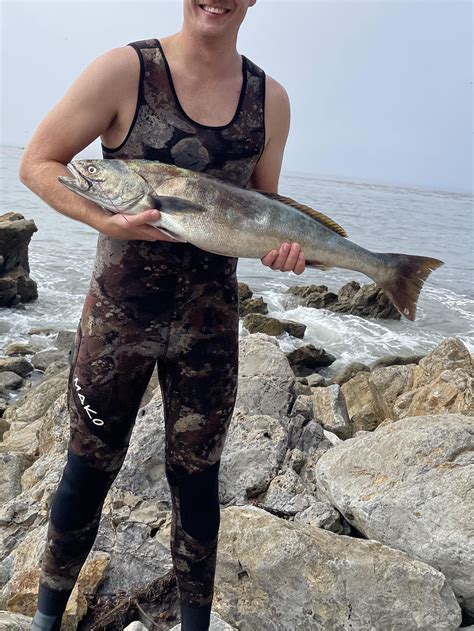 White Sea Bass Spear and Cook : r/Spearfishing