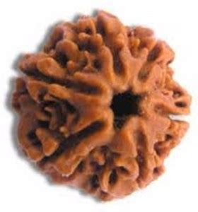 Durga gems 6 Mukhi Rudraksha Original Nepali Six Face Rudraksha Wood ...