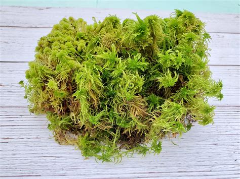 Live Fresh Sphagnum Moss Healthy for Terrariums Orchids - Etsy