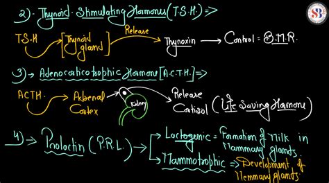 Human Endocrine System, List of Endocrine Glands
