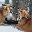 Image result for Red Fox Wild Animals