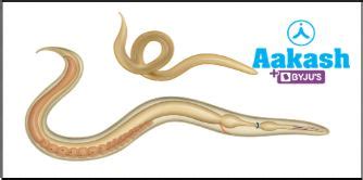 Parasitism in Biology: Definition, Types and Importance of Parasitism ...