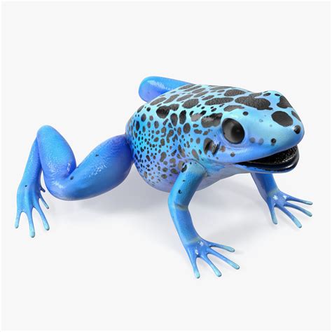 3D Blue Poison Arrow Frog Rigged for Maya model | 3D Molier International