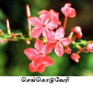 இடப்பக்கமுள்ள ஏதேனும் ஒரு சொல்லின் மேல் சொடுக்கவும்