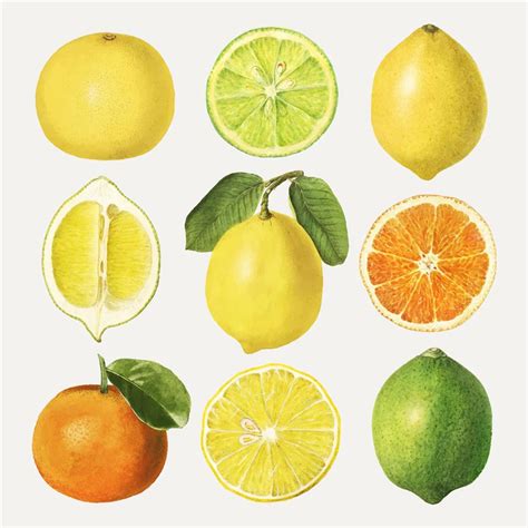 矢量食品果蔬-手绘水果柑橘矢量素材-好图网