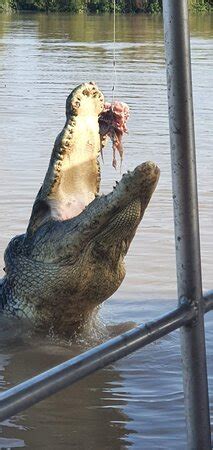 The Croc bus - Adelaide River | Tripadvisor