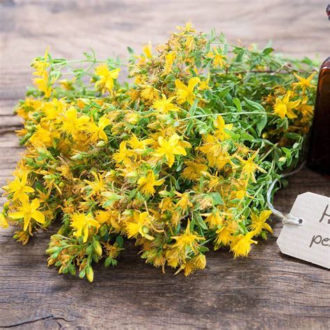 Semillas de Hierba de San Juan - HYPERICUM PERFORATUM - T.O.G