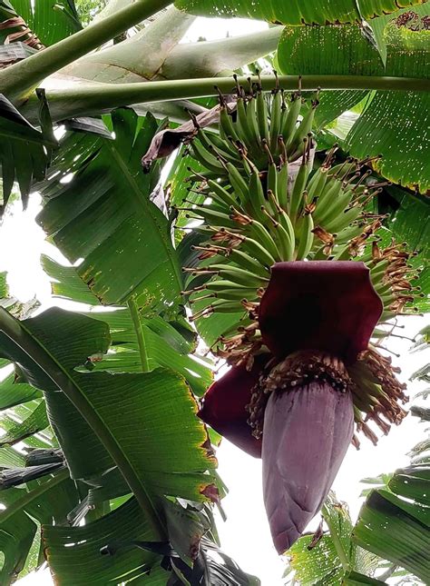 MRC Nature Care Live Malbhog Banana plant : Amazon.in: Garden & Outdoors