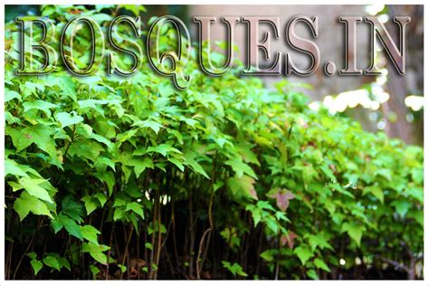 BOSQUES iN Bosques en Ecosferas y Miniatura