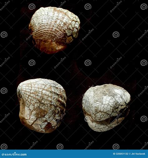 Sea shell fossils stock photo. Image of rainbow, fossil - 320051132