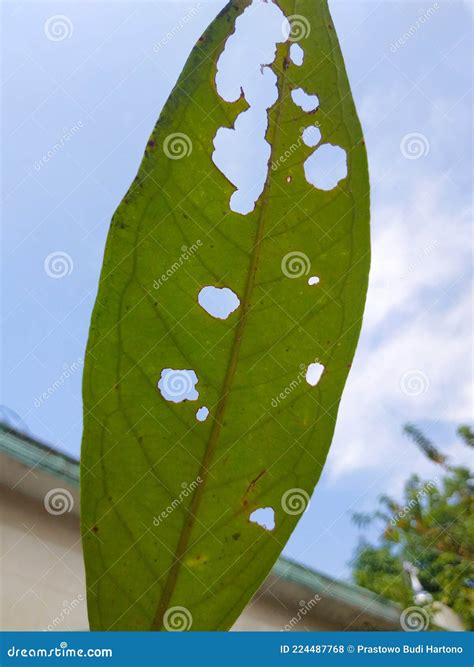 Guava Leaves Eaten by Caterpillars Stock Photo - Image of caterpillars ...