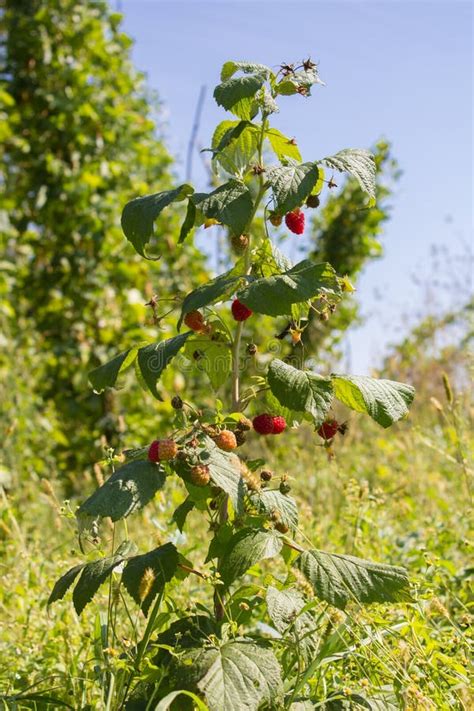 Red Raspberry Bush 的图像结果
