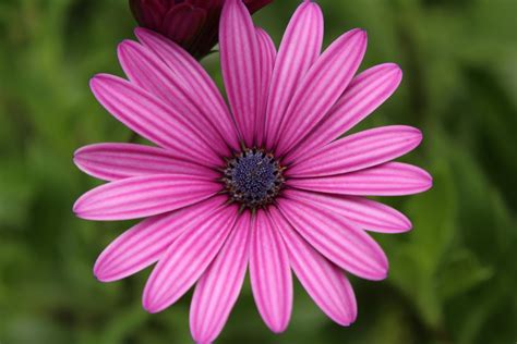Close-up of Pink Flower Blooming Outdoors · Free Stock Photo