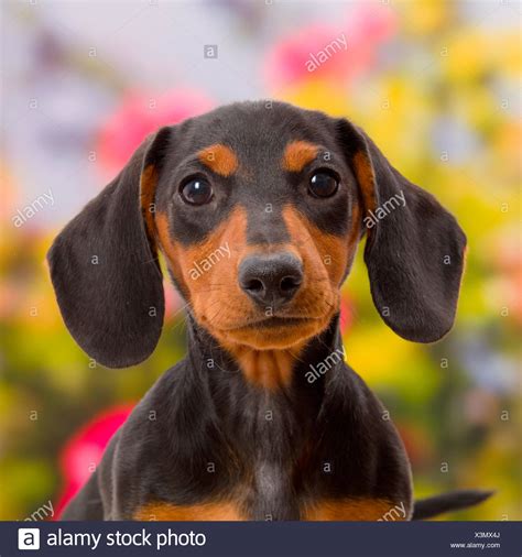 Catalogue10 High Resolution Stock Photography and Images - Alamy