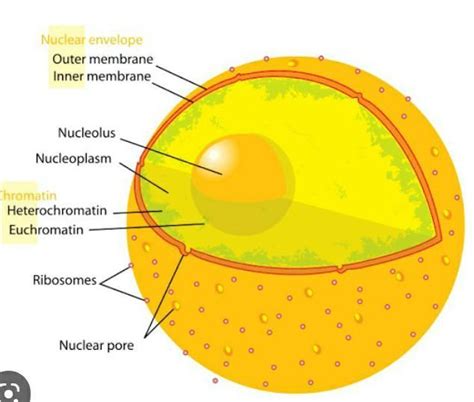 will diagram explain about nucleus and its function - Brainly.in