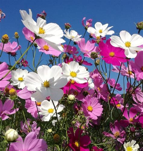 Flower Seeds – Bombay Seeds