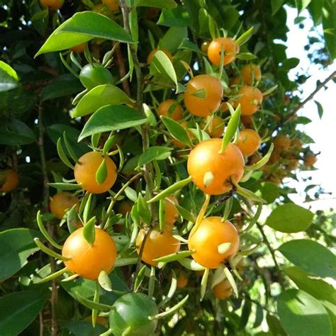 Buy Exotic and Rare Fruit Plants - Free Shipping all Over India