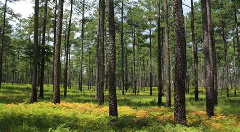 Longleaf Pine Forests: Protecting and Restoring Habitat | TNC