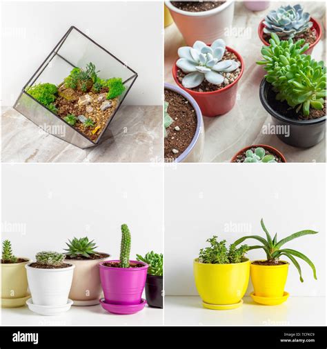 Types Of Succulent House Plants - Best Succulent Ideas