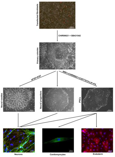 Controlling the Switch from Neurogenesis to Pluripotency during ...