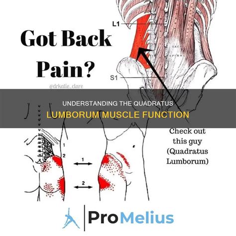 Understanding The Quadratus Lumborum Muscle Function | CyVigor