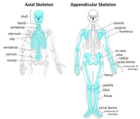 Mnemonics Locomotion and Movement - Biology Class 11 - NEET PDF Download