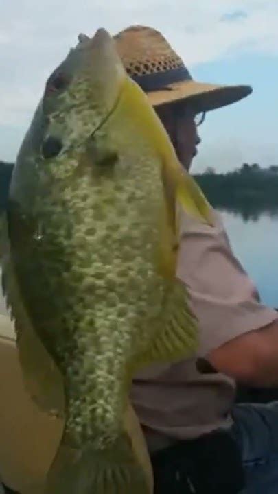 Image result for Shellcracker Baits