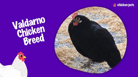Valdarno Chicken Breed. What is it? - Chicken Pets