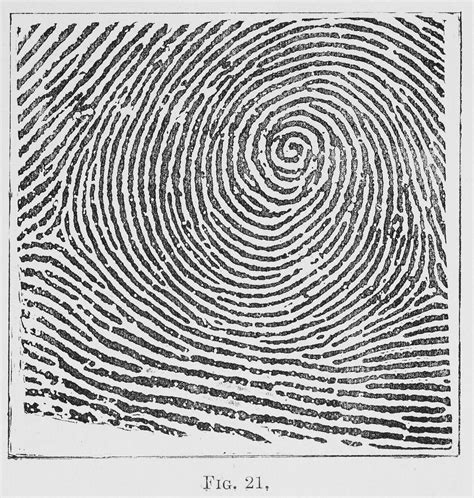 Fingerprints Whorl