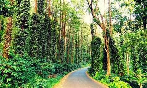 THE 30 BEST Places to Visit in Yercaud (2026) - Must-See Attractions