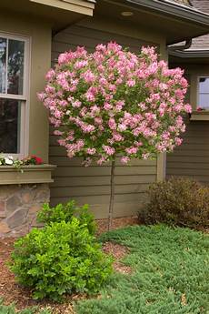 lilac tree 18 lilac varieties hgtv lilac tree 18 lilac varieties hgtv