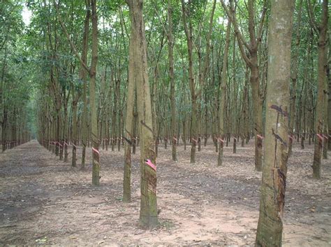 Image result for Planting Rubber Tree