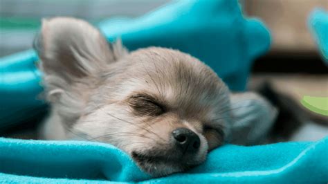 puppy sleeping a lot at 5 months - Krishna Flemming