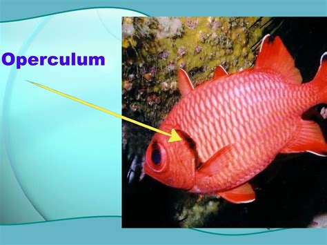 PPT - Bony Fishes – Class Osteichthyes PowerPoint Presentation, free ...
