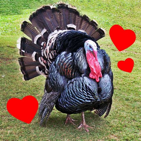 [100+] Cute Turkey Pictures | Wallpapers.com