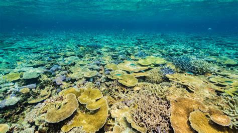 Coral Reefs: The Rainforests of the Ocean – 4ocean