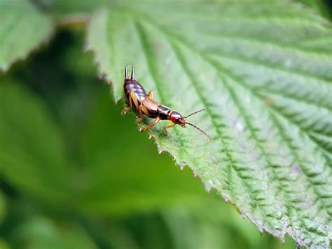 9 Ways to Prevent and Get Rid of Earwigs—For Good - Garden Betty