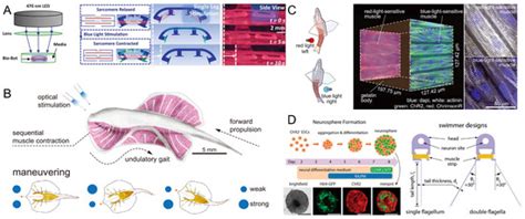 Micromachines | Special Issue : Fusing Biology and Engineering ...