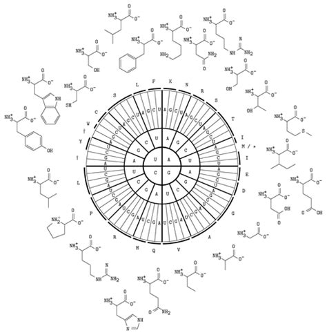 Image result for RNA Codons